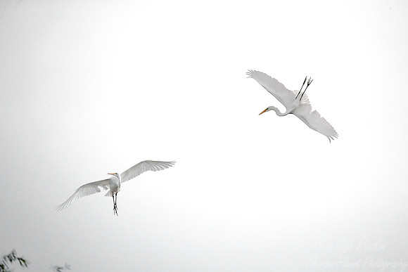 241 Great Egrets (Ardea alba) - LA