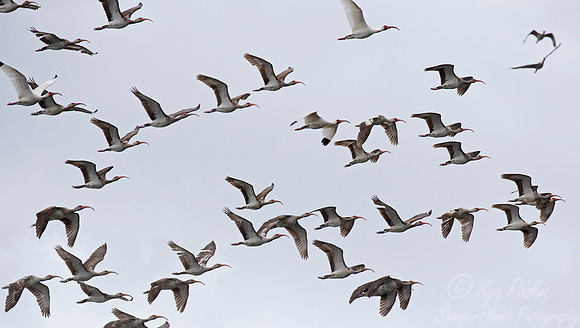 265 American White Ibises (Eudocimus albus) - Lake Martin LA