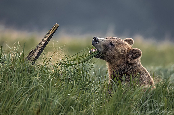 230 Brown Bear (Ursus arctos) - BC