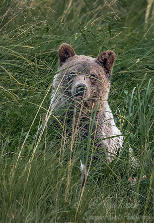 223  Brown Bear (Ursus arctos) - BC