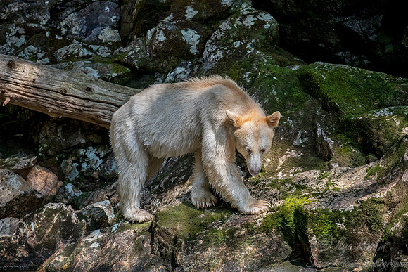 071 Spirit (Black) Bear (Ursus americanus kermodei) - BC