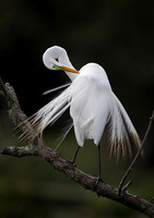 2017 Louisiana Birds etc