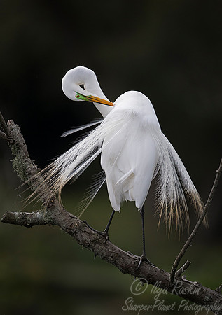 240 Great Egret (Ardea alba) - LA