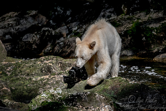 069 Spirit (Black) Bear (Ursus americanus kermodei) - BC
