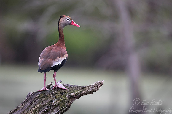 267 Black-bellied Whistling-Duck (Dendrocygna autumnalis) - Lake Martin LA