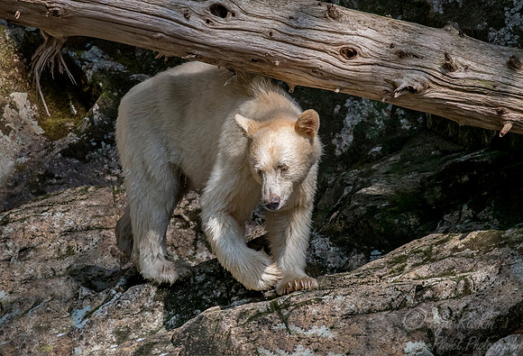 070 Spirit (Black) Bear (Ursus americanus kermodei) - BC