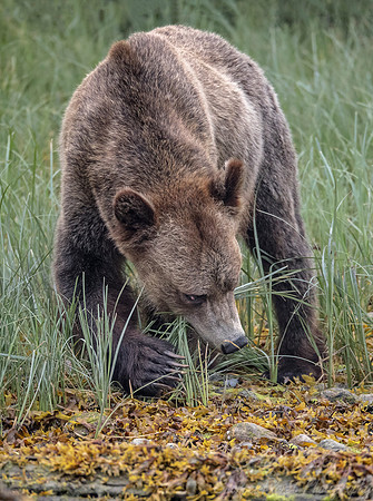 228 Brown Bear (Ursus arctos) - BC