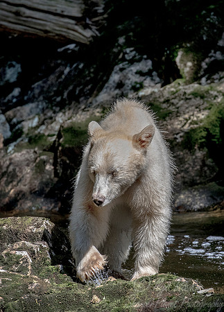068 Spirit (Black) Bear (Ursus americanus kermodei) - BC