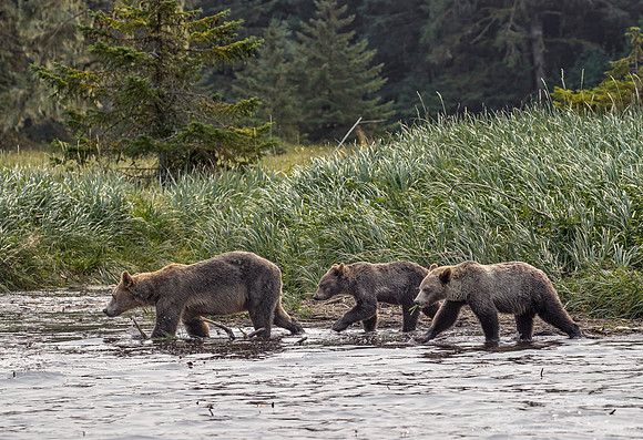 242 Brown Bears (Ursus arctos) - BC