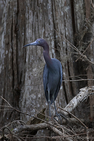 258 Little Blue Heron (Egretta caerulea) - Lake Martin LA