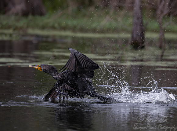 145 Double-crested Cormorant (Phalacrocorax auritus) - Lake Martin LA