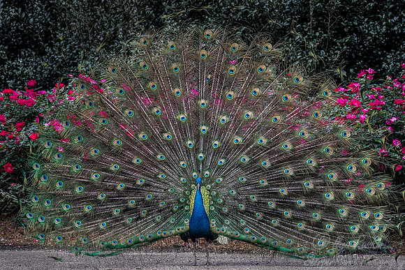 085 Peacock or Indian peafowl (Pavo cristatus) - LA