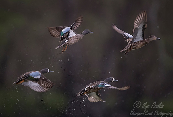 269 Blue-winged Teal (Anas  discor) - Lake Martin LA