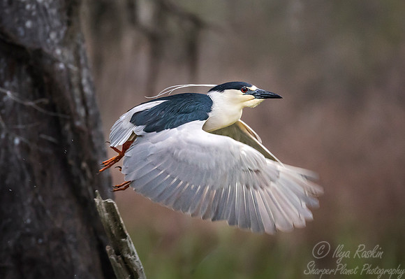 252 Black-crowned Night Heron (Nycticorax nycticorax) - Lake Martin LA