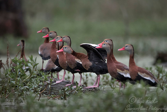 266 Black-bellied Whistling-Ducks (Dendrocygna autumnalis) - Lake Martin LA
