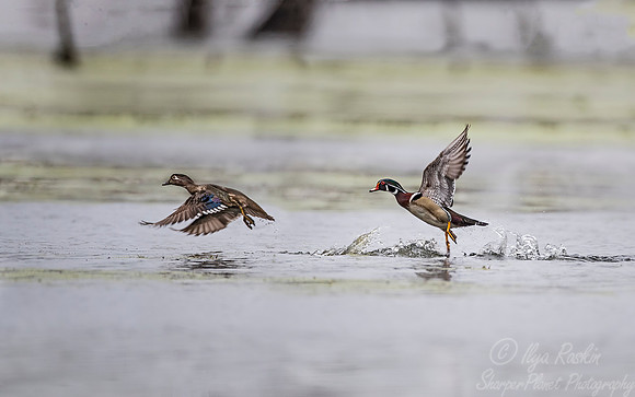 266 Wood Ducks (Aix sponsa) - Lake Martin LA