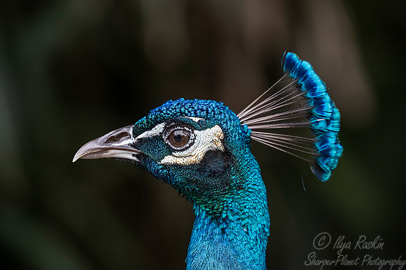 084 Peacock or Indian peafowl (Pavo cristatus) - LA
