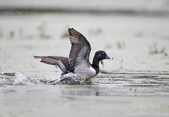 268 Ring-necked Duck (Aythya collaris) - Lake Martin LA