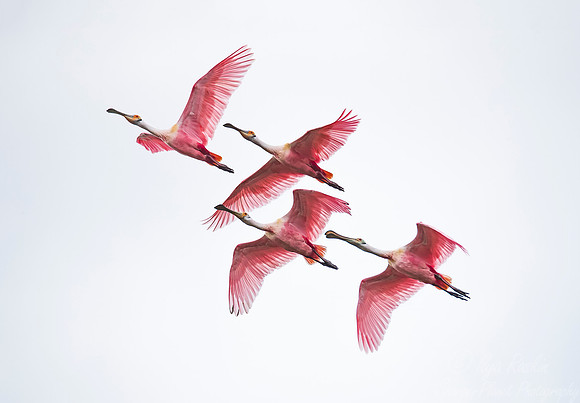 260 Roseate Spoonbill (Platalea ajaja) - Lake Martin LA