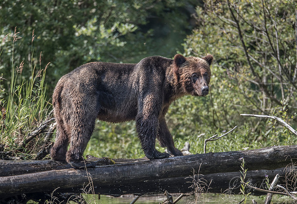 261 Brown Bear (Ursus arctos) - BC