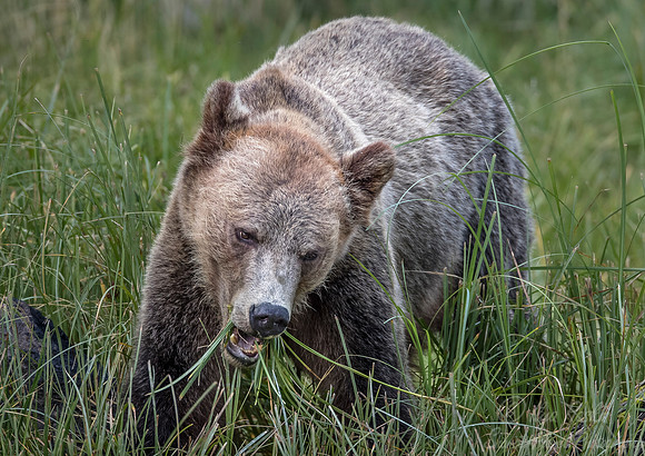 231 Brown Bear (Ursus arctos) - BC