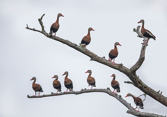 265 Black-bellied Whistling-Ducks