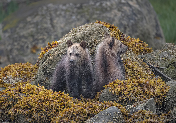 255 Brown Bear Cubs (Ursus arctos) - BC
