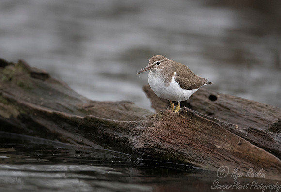 236 Pectoral Sandpiper (Calidris melanotos) - Lake Martin LA