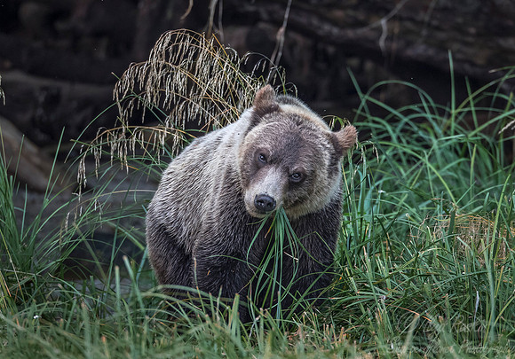 233 Brown Bear (Ursus arctos) - BC