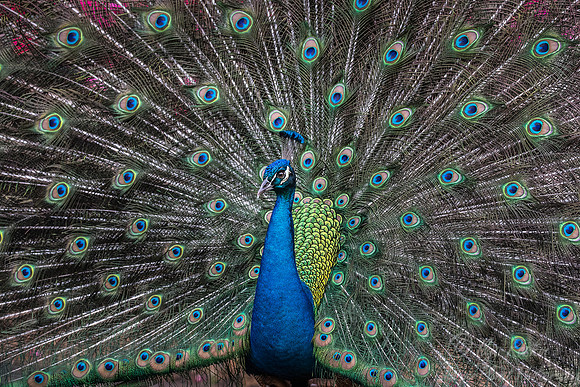 086 Peacock or Indian peafowl (Pavo cristatus) - LA