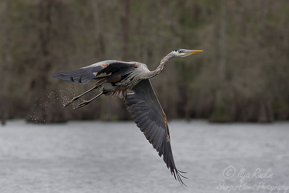 254 Great Bue Heron (Ardea herodias) - Lake Martin LA