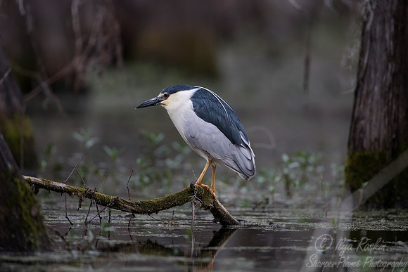 253 Black-crowned Night Heron (Nycticorax nycticorax) - Lake Martin LA