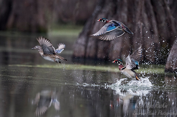 263 Wood Ducks (Aix sponsa) - Lake Martin LA