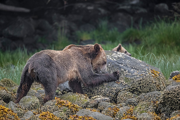256 Brown Bears (Ursus arctos) - BC