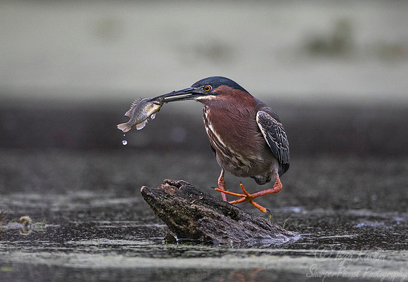 250 Green Heron (Butorides virescens) - Lake Martin LA