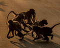 068 Chacma Baboons (Papio ursinus) - KNP South Africa