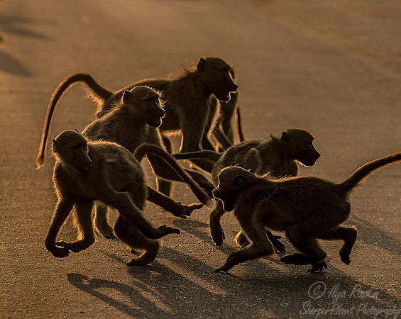 068 Chacma Baboons (Papio ursinus) - KNP South Africa