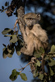 081 Chacma Baboon (Papio ursinus) - KNP South Africa