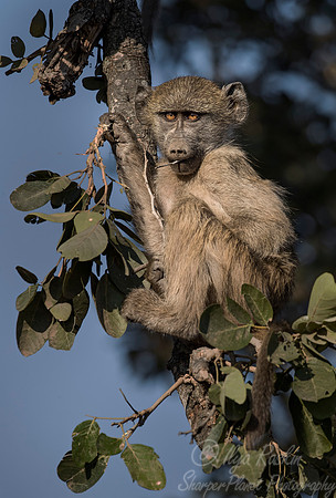 081 Chacma Baboon (Papio ursinus) - KNP South Africa