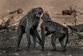 079 Chacma Baboons (Papio ursinus) - KNP South Africa