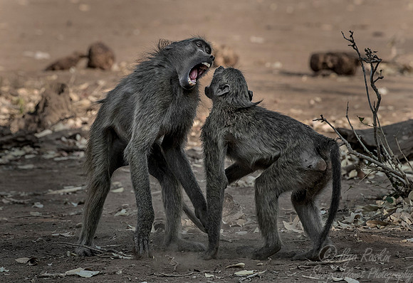 079 Chacma Baboons (Papio ursinus) - KNP South Africa
