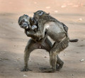 074 Chacma Baboons (Papio ursinus) - KNP South Africa