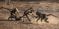 071 Chacma Baboons (Papio ursinus) - KNP South Africa