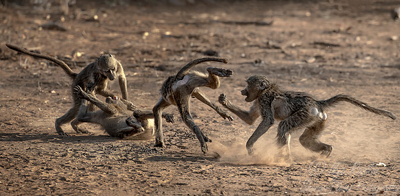 071 Chacma Baboons (Papio ursinus) - KNP South Africa