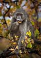 066 Chacma Baboon (Papio ursinus) - KNP South Africa