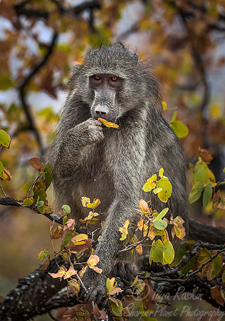 066 Chacma Baboon (Papio ursinus) - KNP South Africa