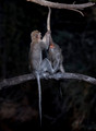 064 Vervet Monkeys (Chlorocebus pygerythrus) - KNP South Africa