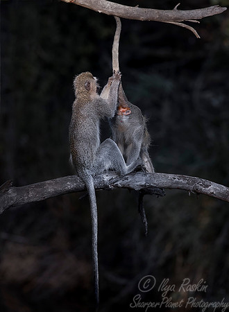 064 Vervet Monkeys (Chlorocebus pygerythrus) - KNP South Africa