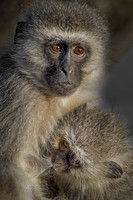 2016 Kruger Primates and Other Animals
