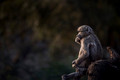 069 Chacma Baboon (Papio ursinus) - KNP South Africa